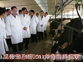 西门塔尔350斤牛犊优惠价格_农副产品