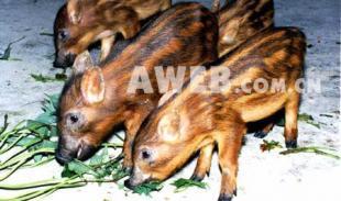 山西野猪价格|山西野猪销售|山西纯种野猪养殖_农副产品